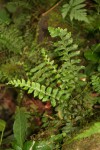 Asplenium inaequilaterale