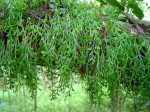 Asplenium mannii