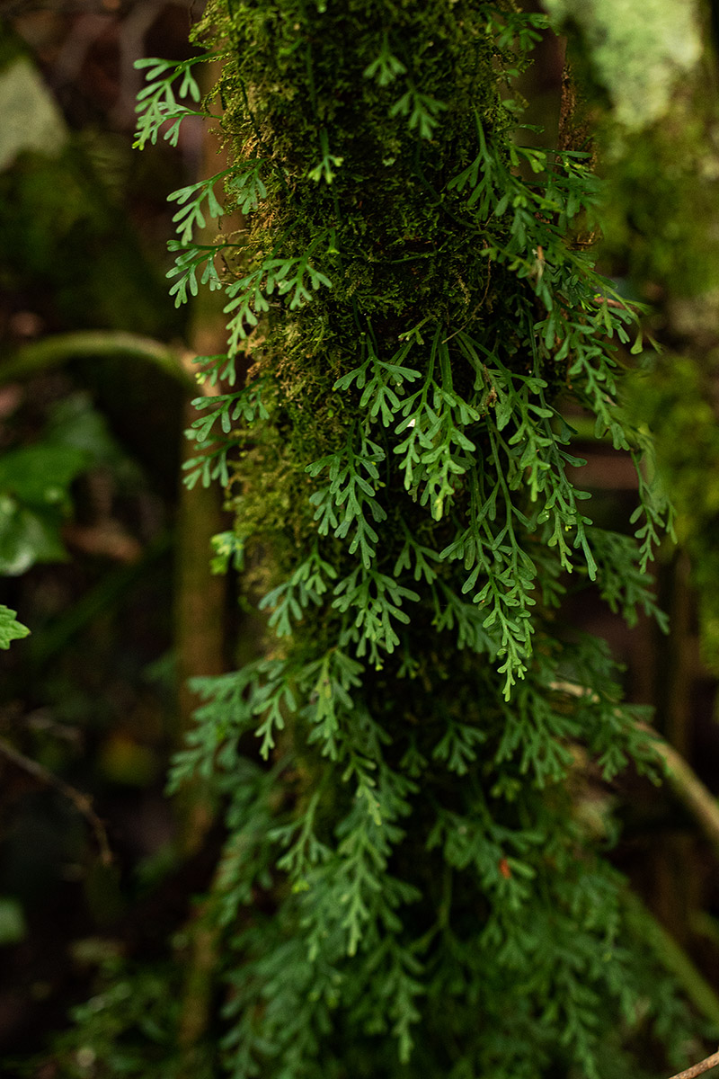 Asplenium mannii