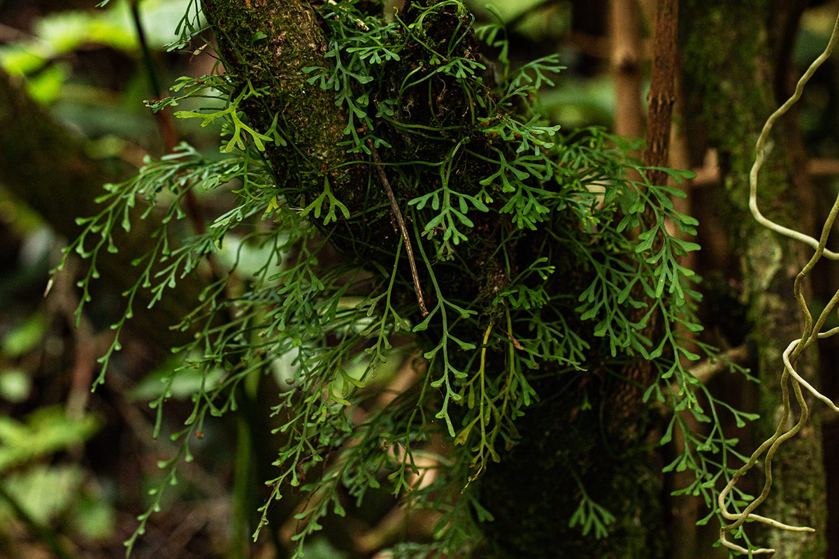 Asplenium mannii