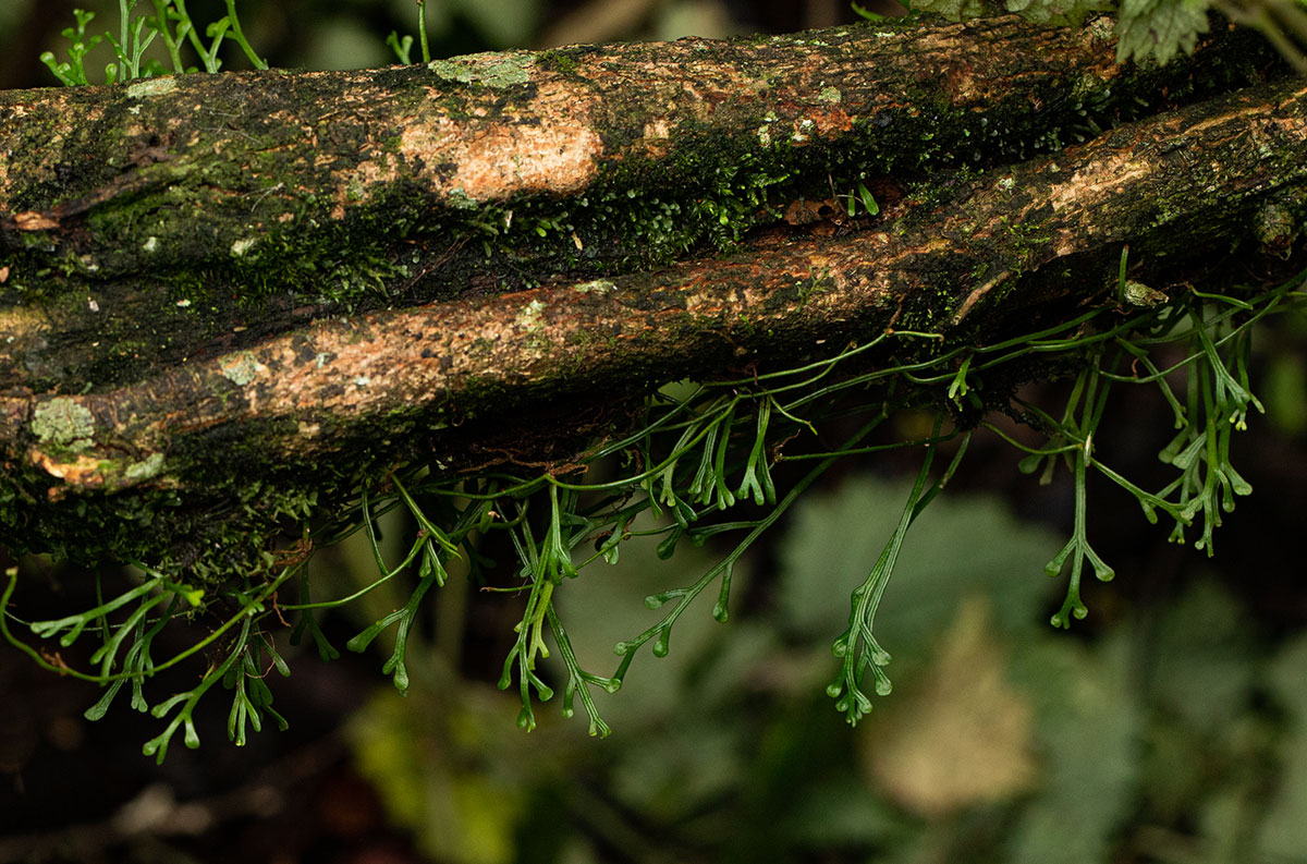 Asplenium mannii