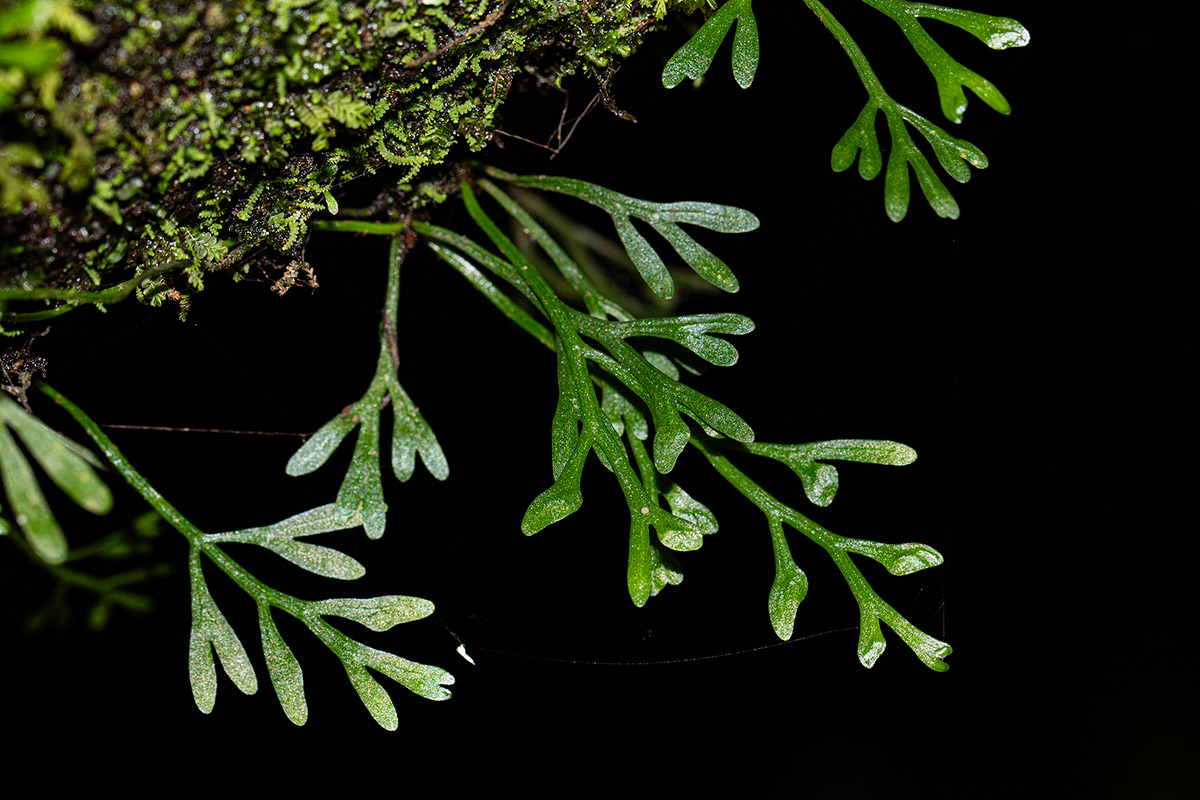 Asplenium mannii