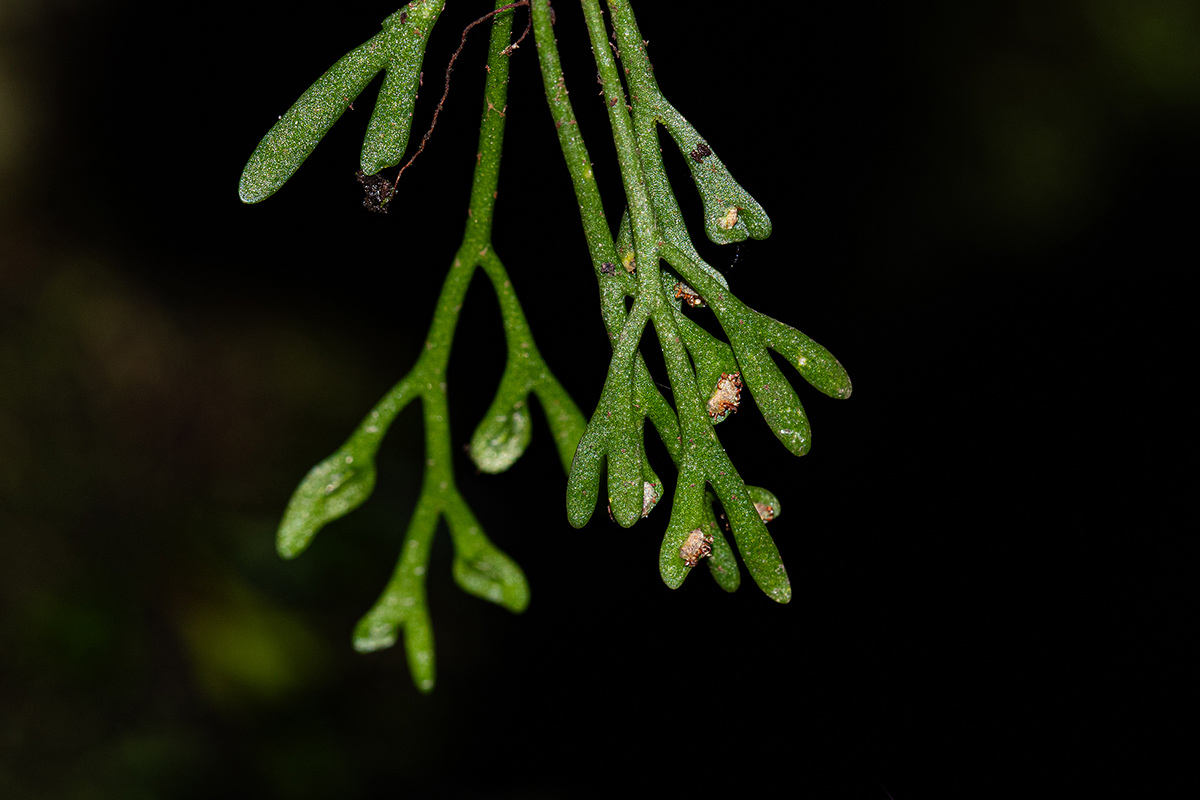 Asplenium mannii