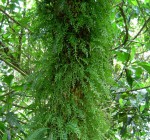 Asplenium mannii