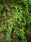 Asplenium mannii