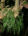 Asplenium mannii