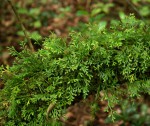 Asplenium mannii