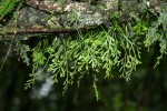 Asplenium mannii