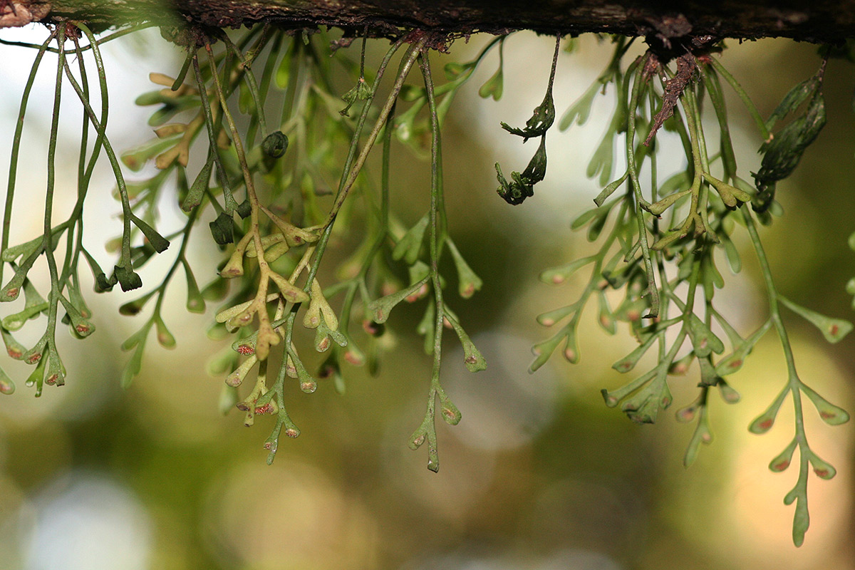 Asplenium mannii