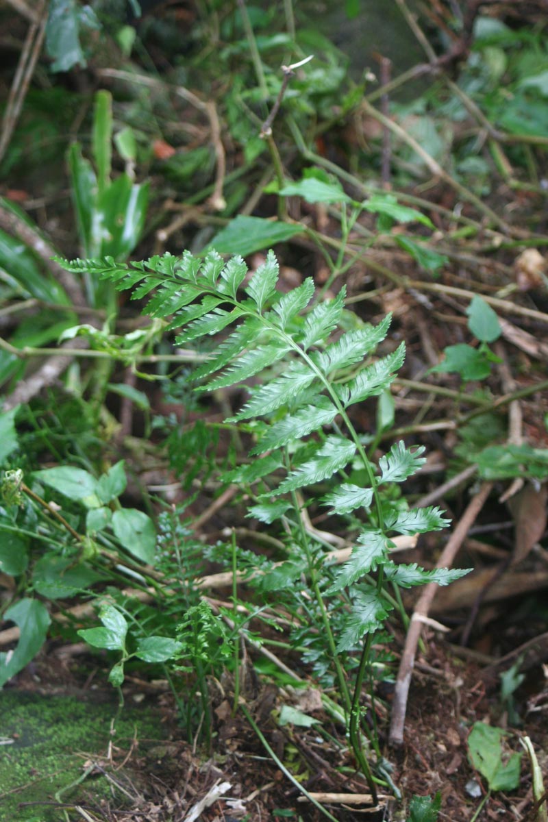 Asplenium preussii