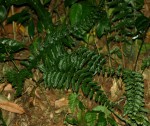 Asplenium preussii