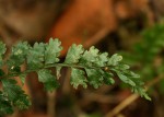 Asplenium preussii