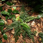 Asplenium preussii