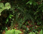 Asplenium preussii