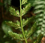 Asplenium preussii