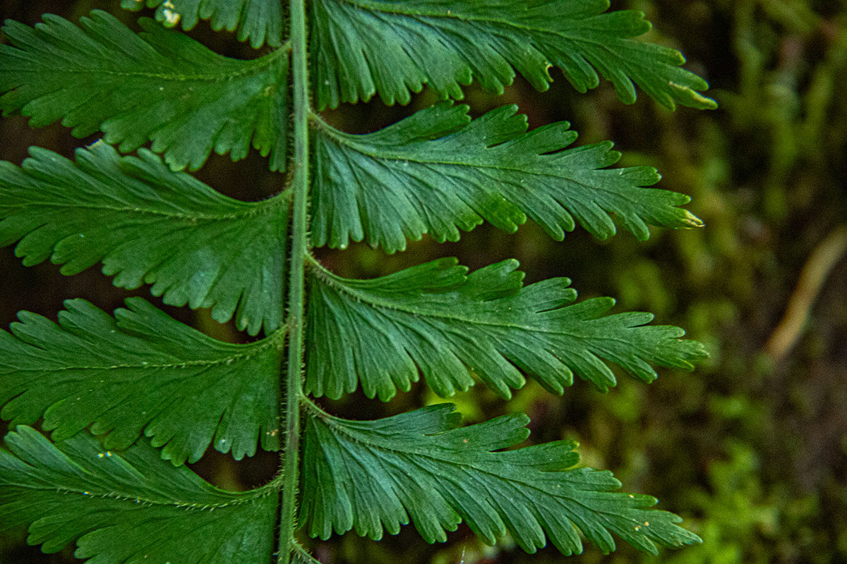 Asplenium protensum