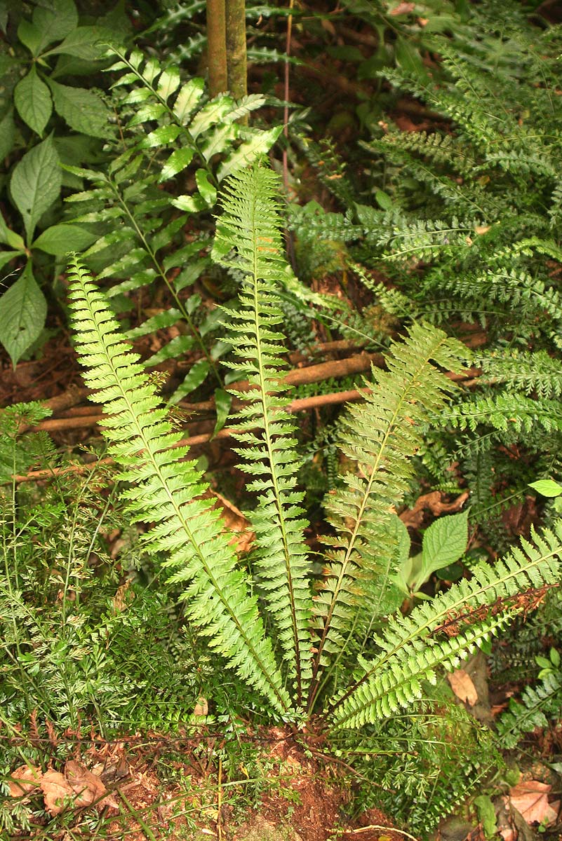 Asplenium protensum