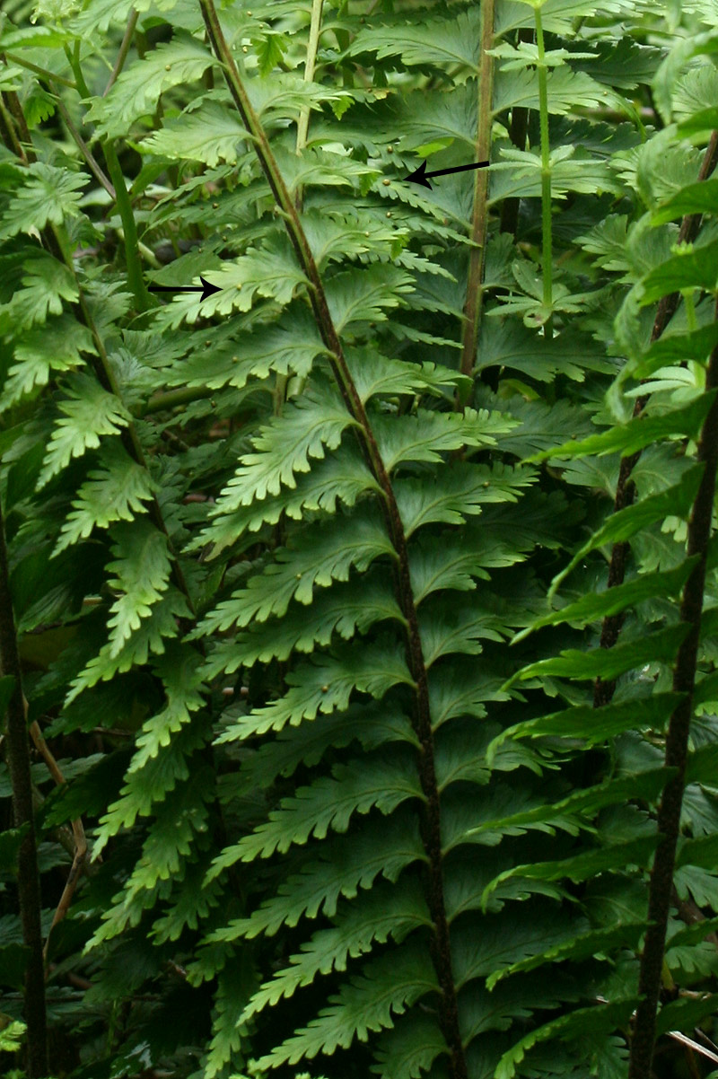 Asplenium protensum