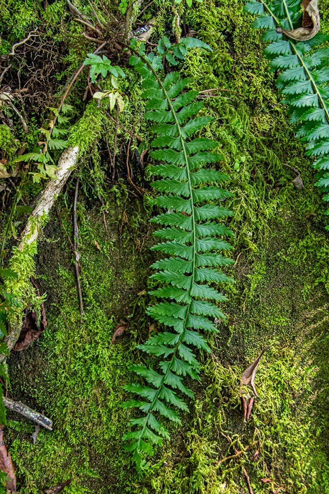 Asplenium protensum