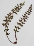 Asplenium stuhlmannii