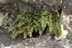 Asplenium stuhlmannii