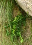 Asplenium stuhlmannii