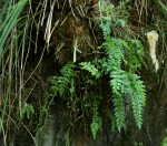 Asplenium stuhlmannii