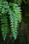 Asplenium stuhlmannii