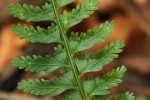 Asplenium rutifolium