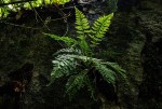 Asplenium rutifolium