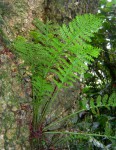 Asplenium rutifolium