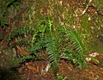 Asplenium rutifolium