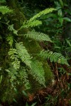 Asplenium rutifolium