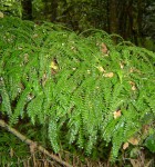 Asplenium sandersonii