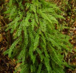 Asplenium sandersonii