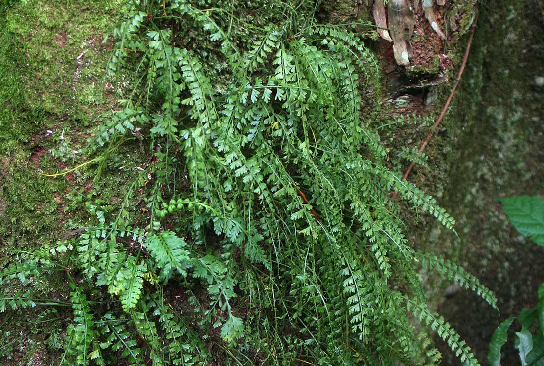 Asplenium sandersonii