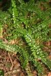 Asplenium sandersonii