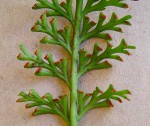 Asplenium theciferum