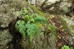 Asplenium theciferum