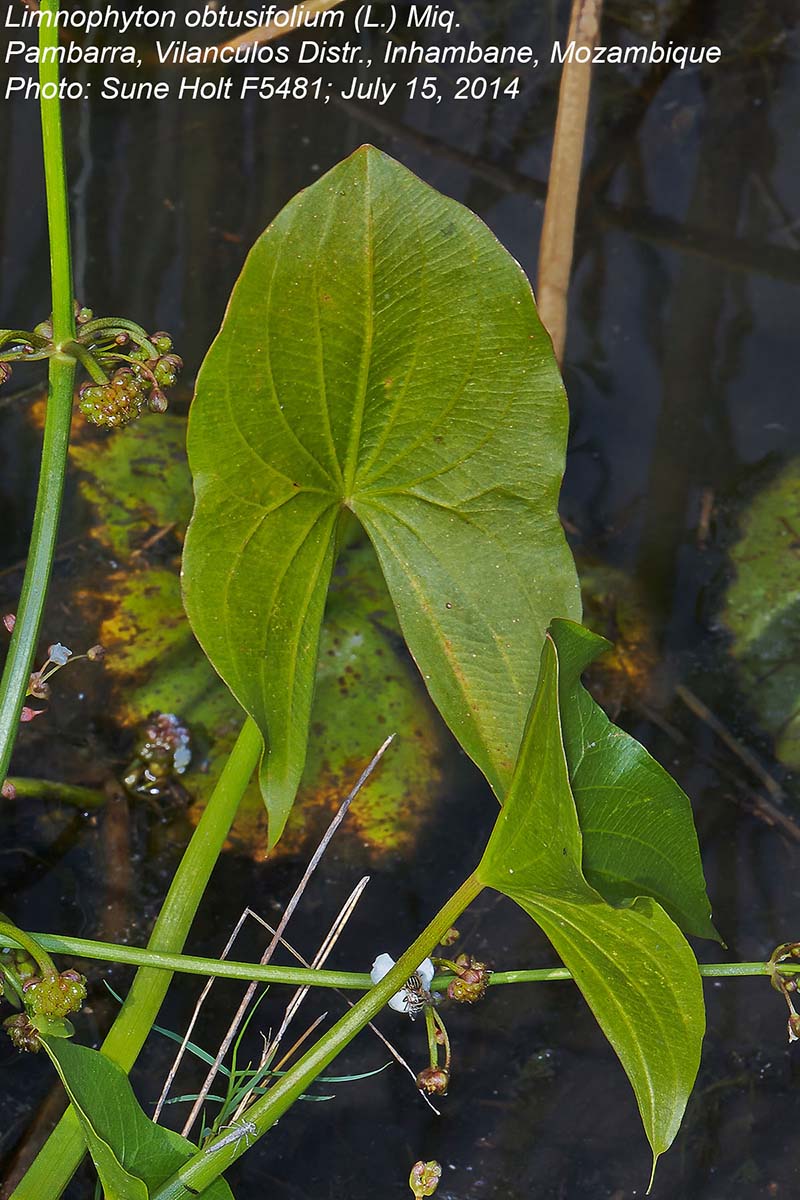 Limnophyton obtusifolium