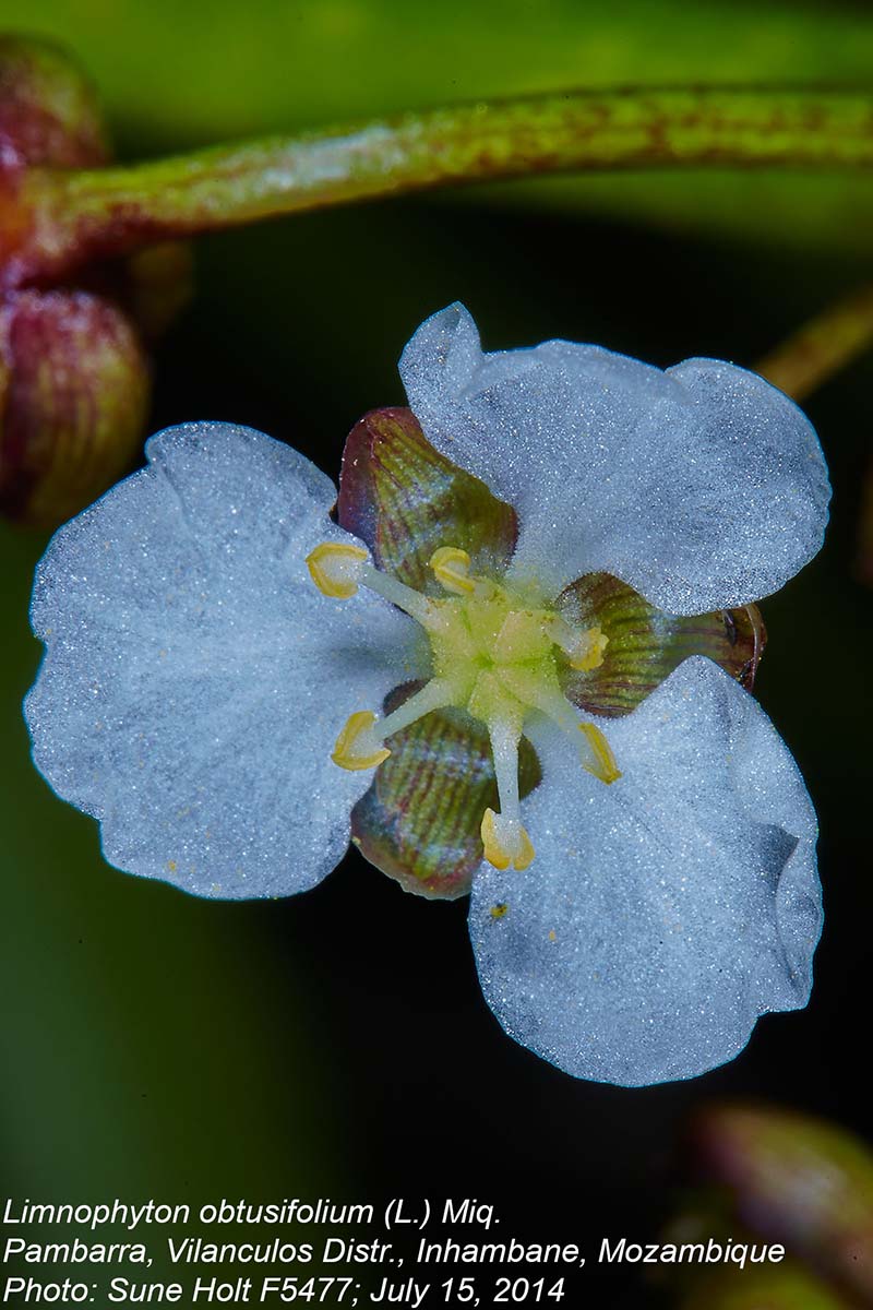 Limnophyton obtusifolium