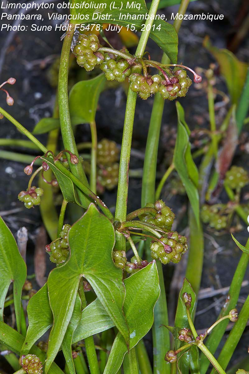 Limnophyton obtusifolium