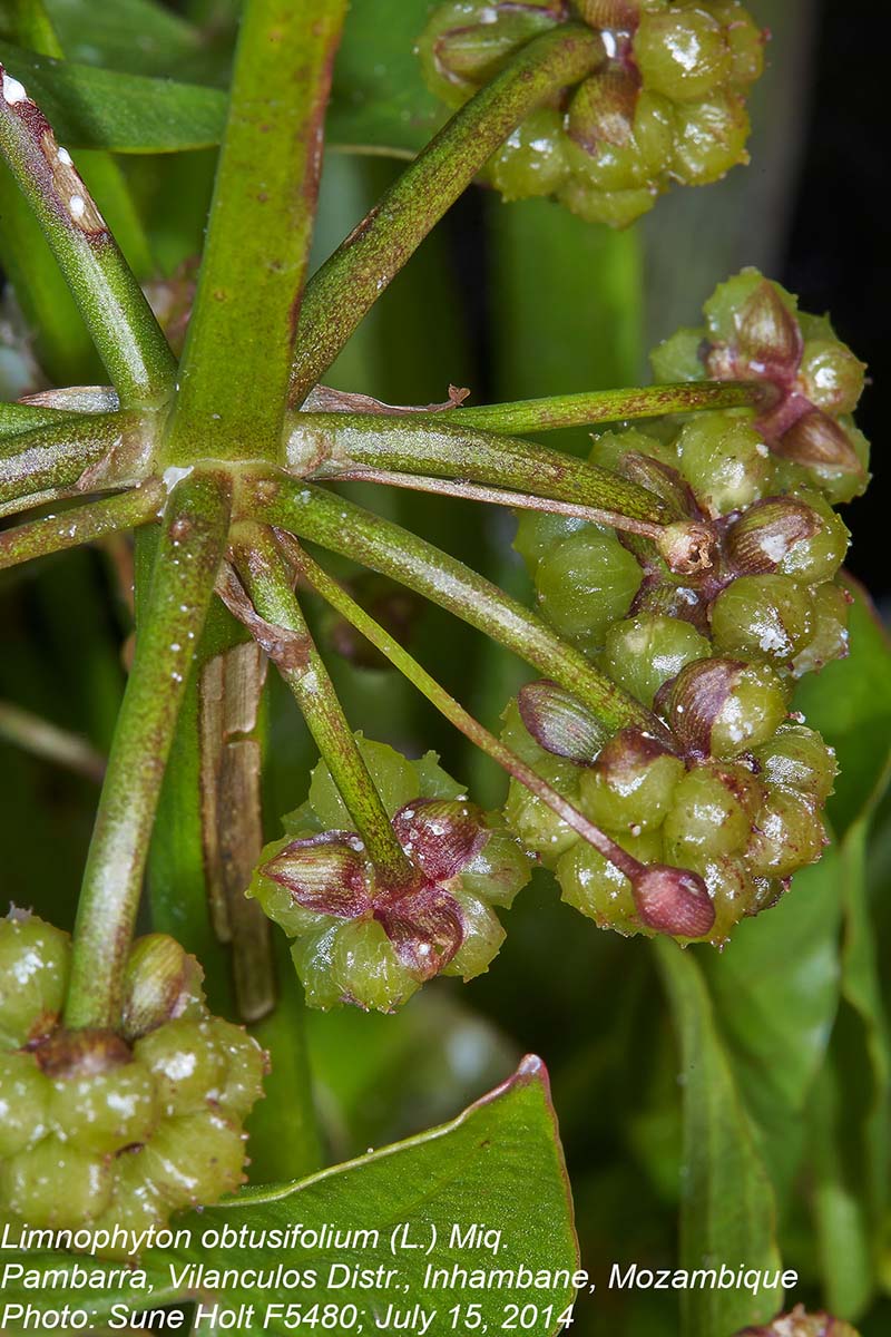 Limnophyton obtusifolium