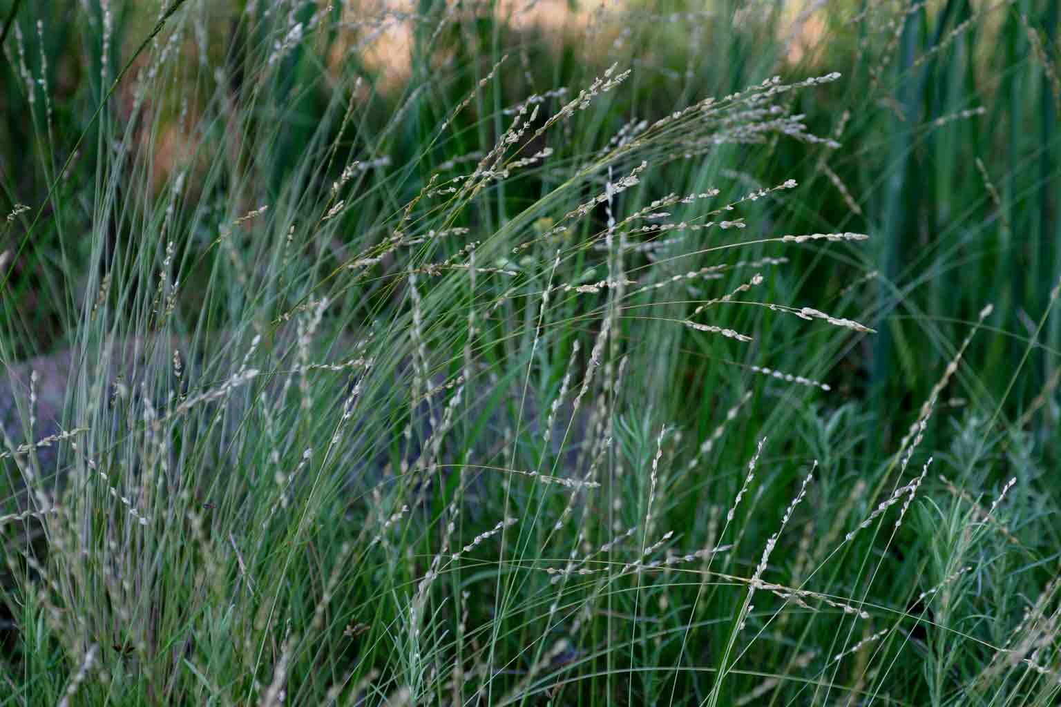 Eragrostis capensis