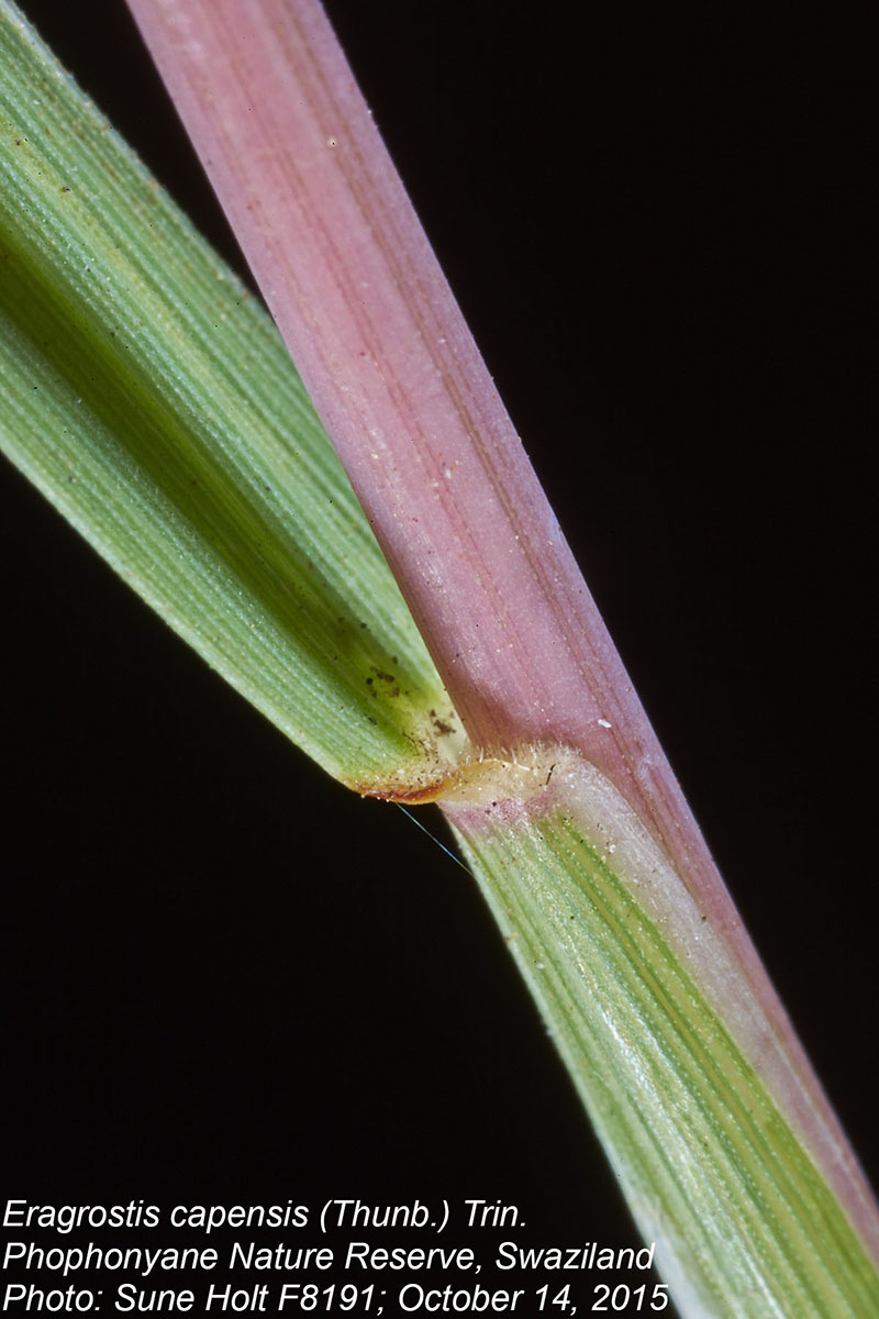 Eragrostis capensis