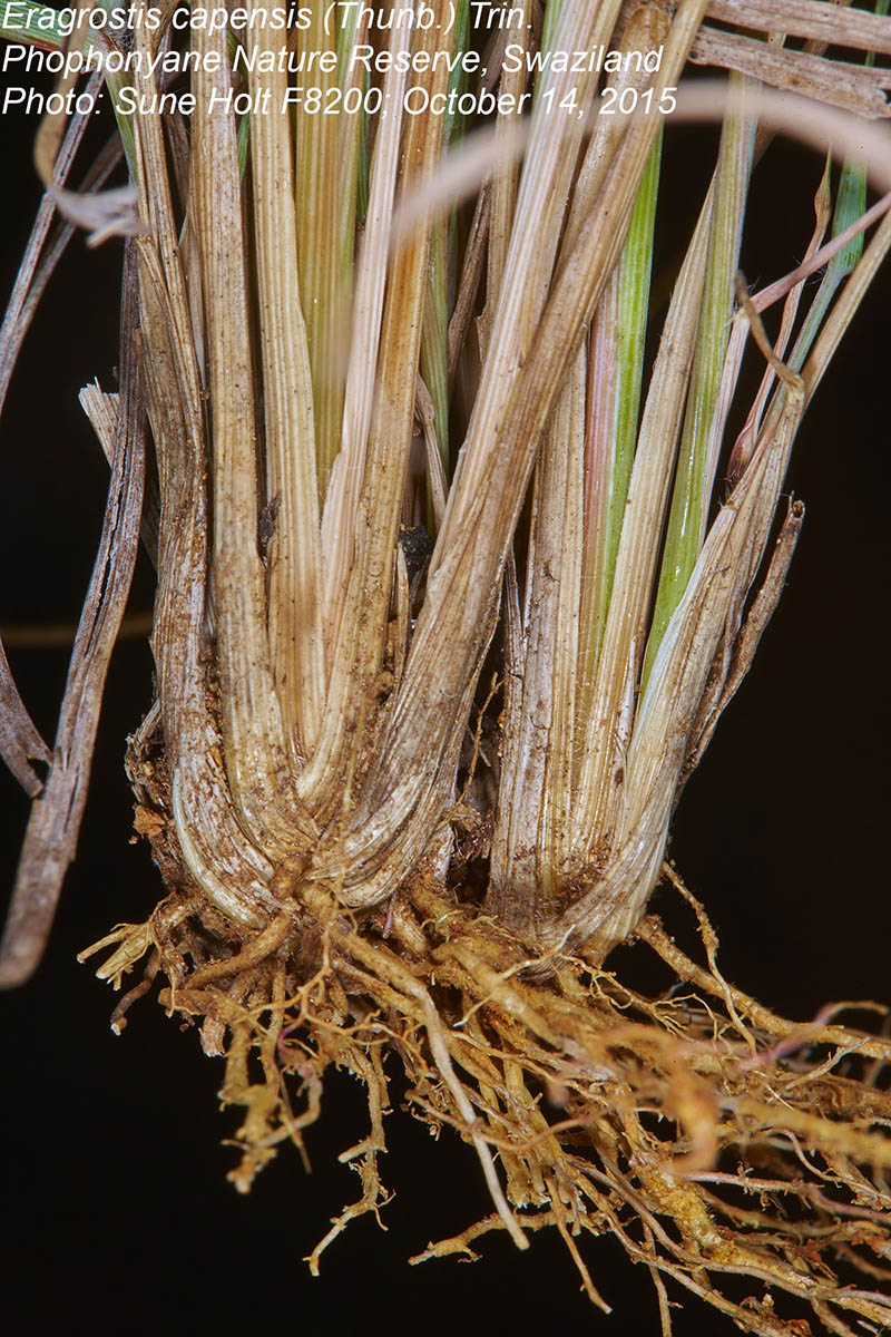 Eragrostis capensis