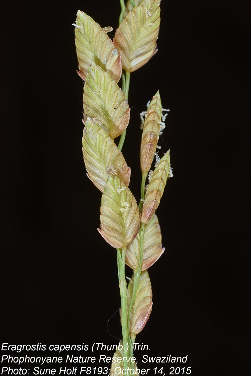 Eragrostis capensis