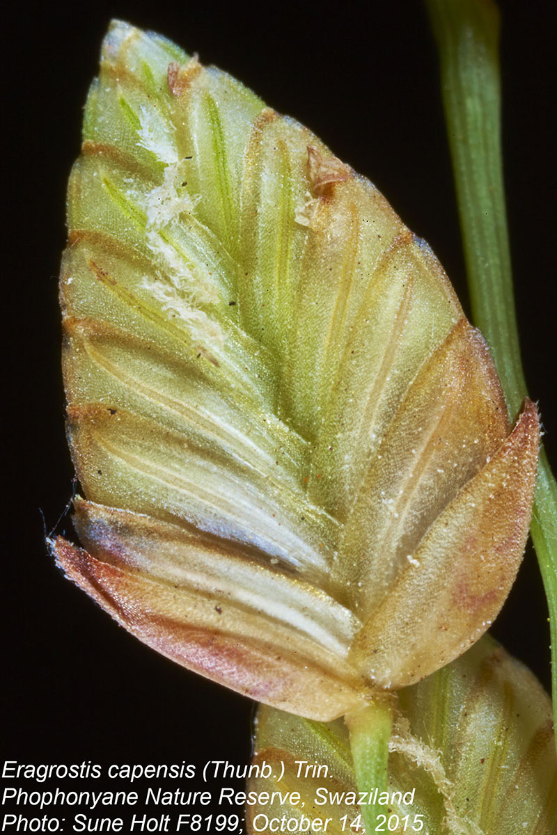 Eragrostis capensis