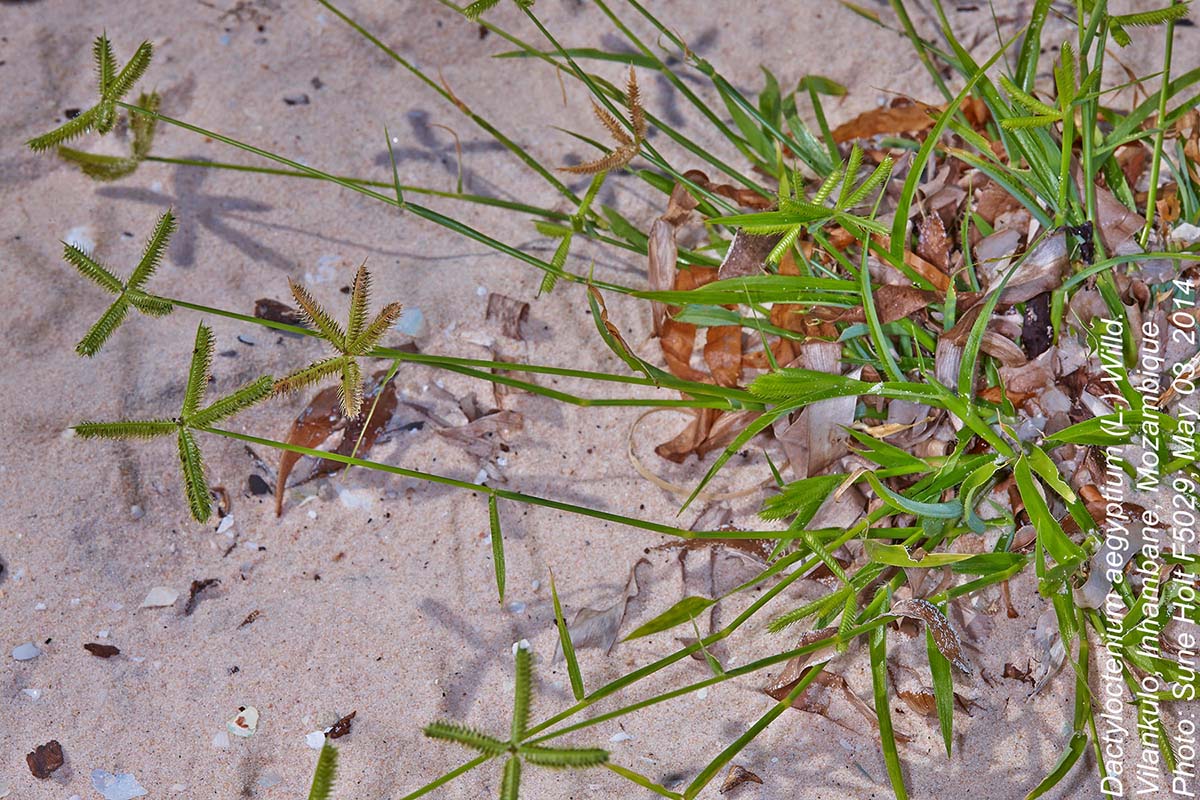 Dactyloctenium aegyptium