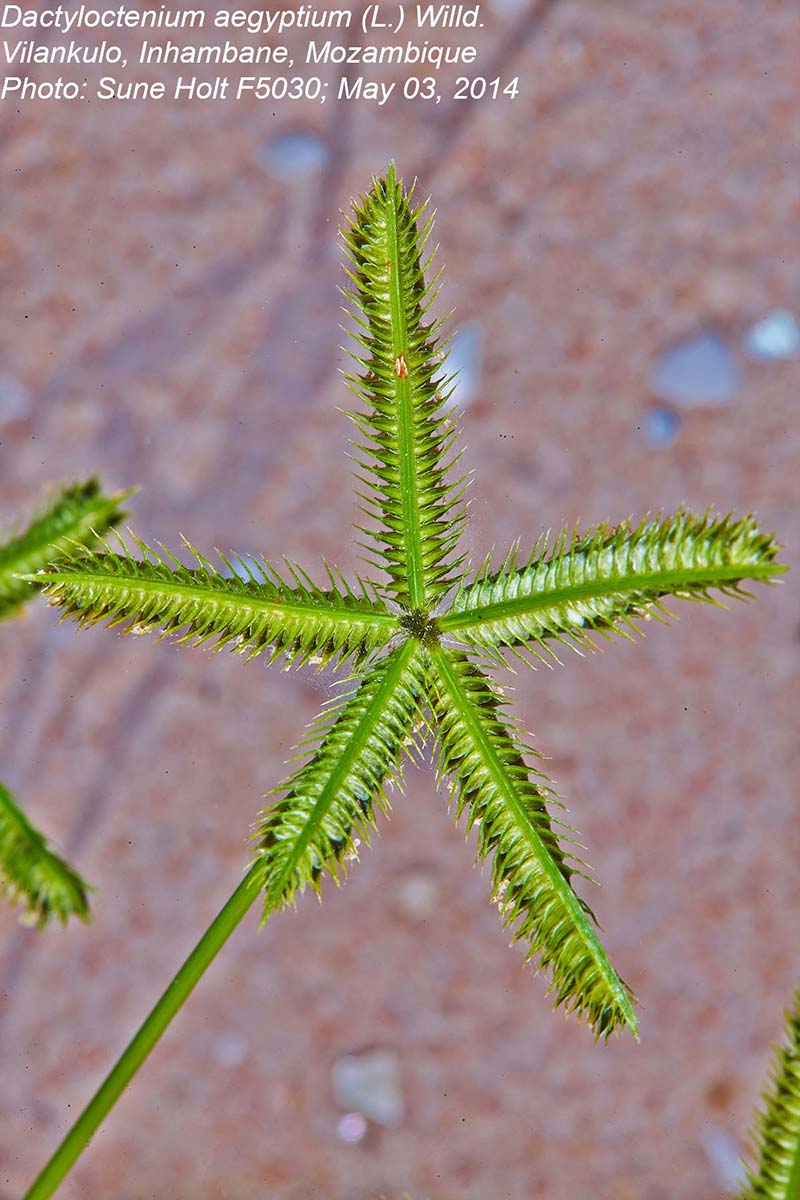 Dactyloctenium aegyptium